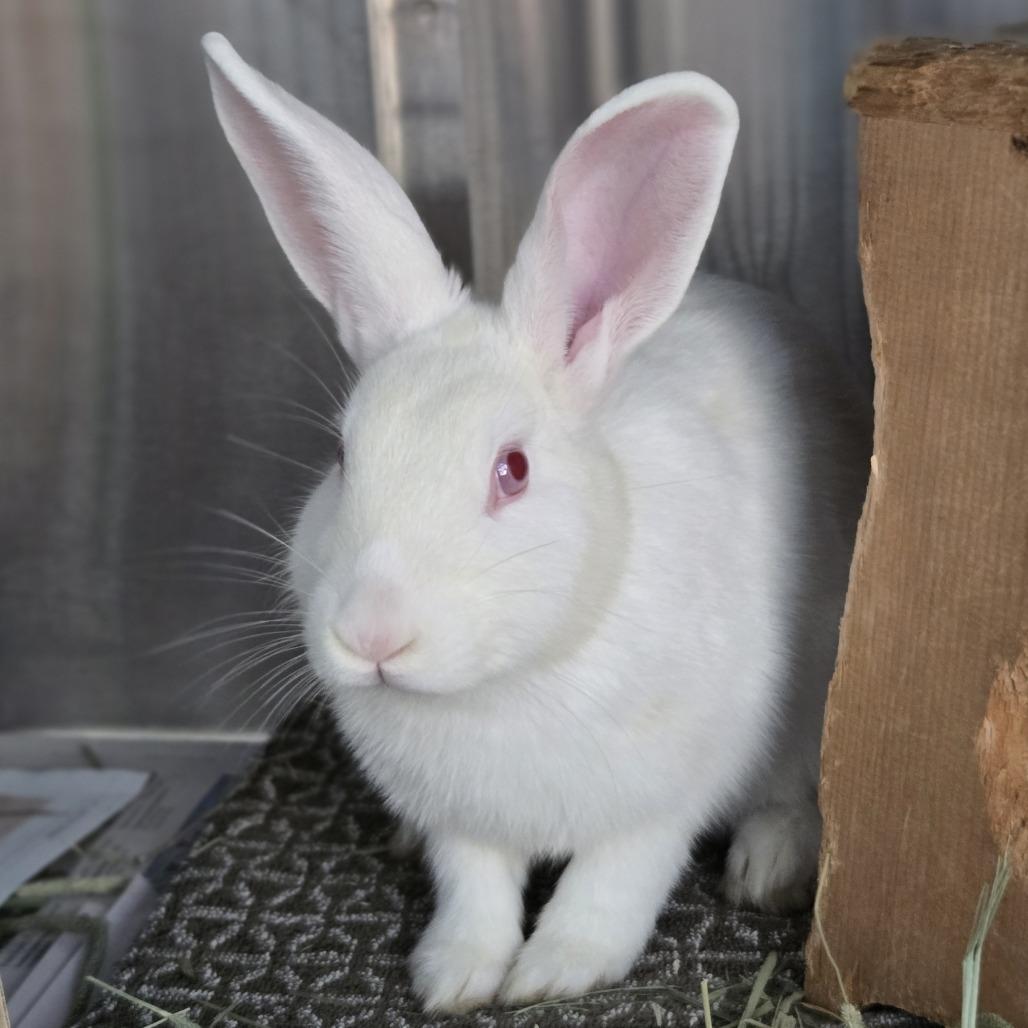 Enlarge Penny, a Adoptable New Zealand in Pittsburgh, PA image 3/3