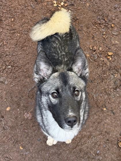 Jangle, Adoptable, Adult Male Keeshond & Shiba Inu.