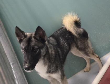 Jangle, a Adoptable mixed breed in Cumming, GA image 2/2