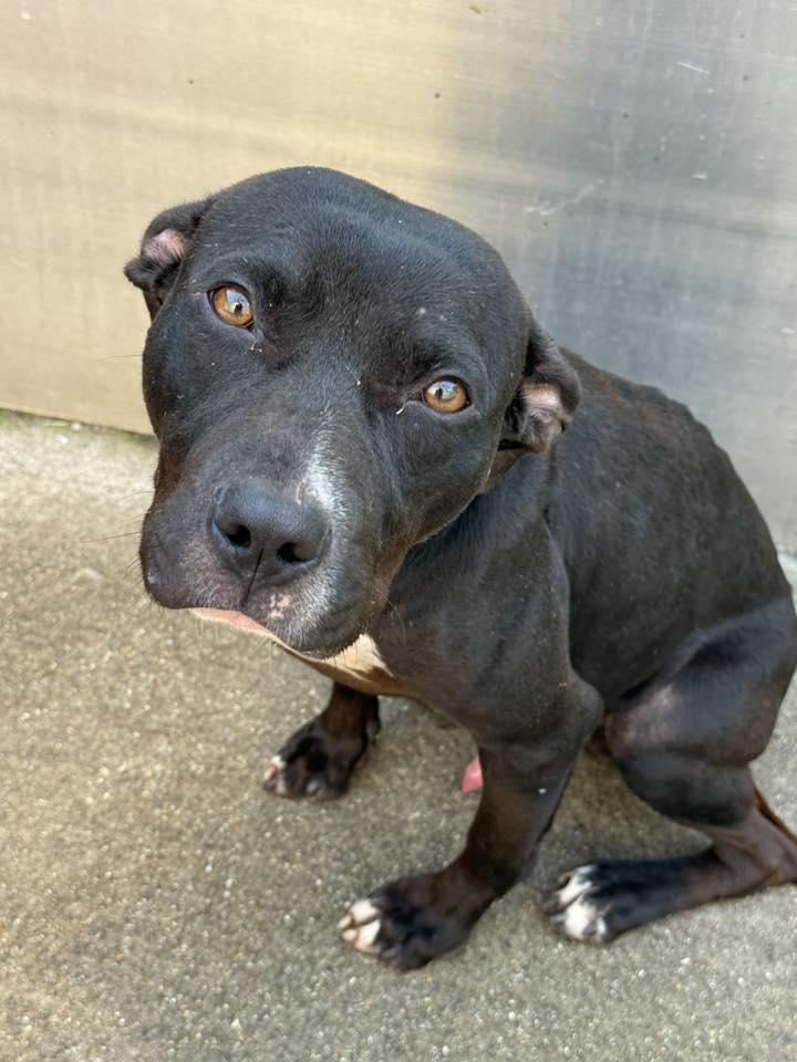 Enlarge Guitar, a Adopted Pit Bull Terrier in Crete, IL image 1/3