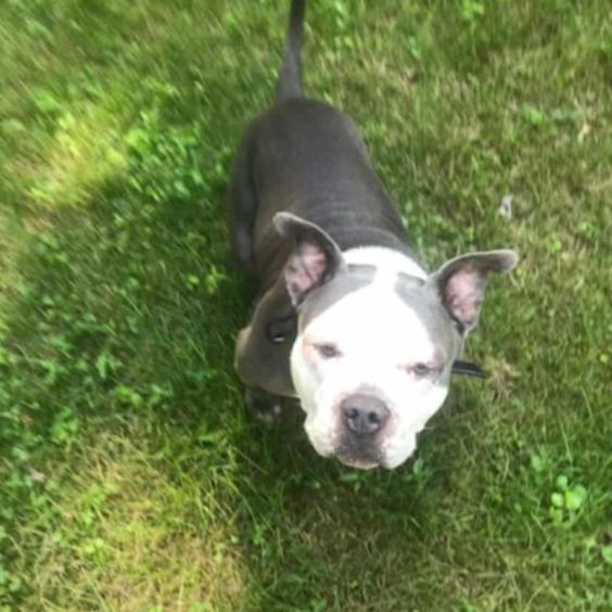 Enlarge Shadow, a Adoptable Terrier in Flintstone, MD image 1/4