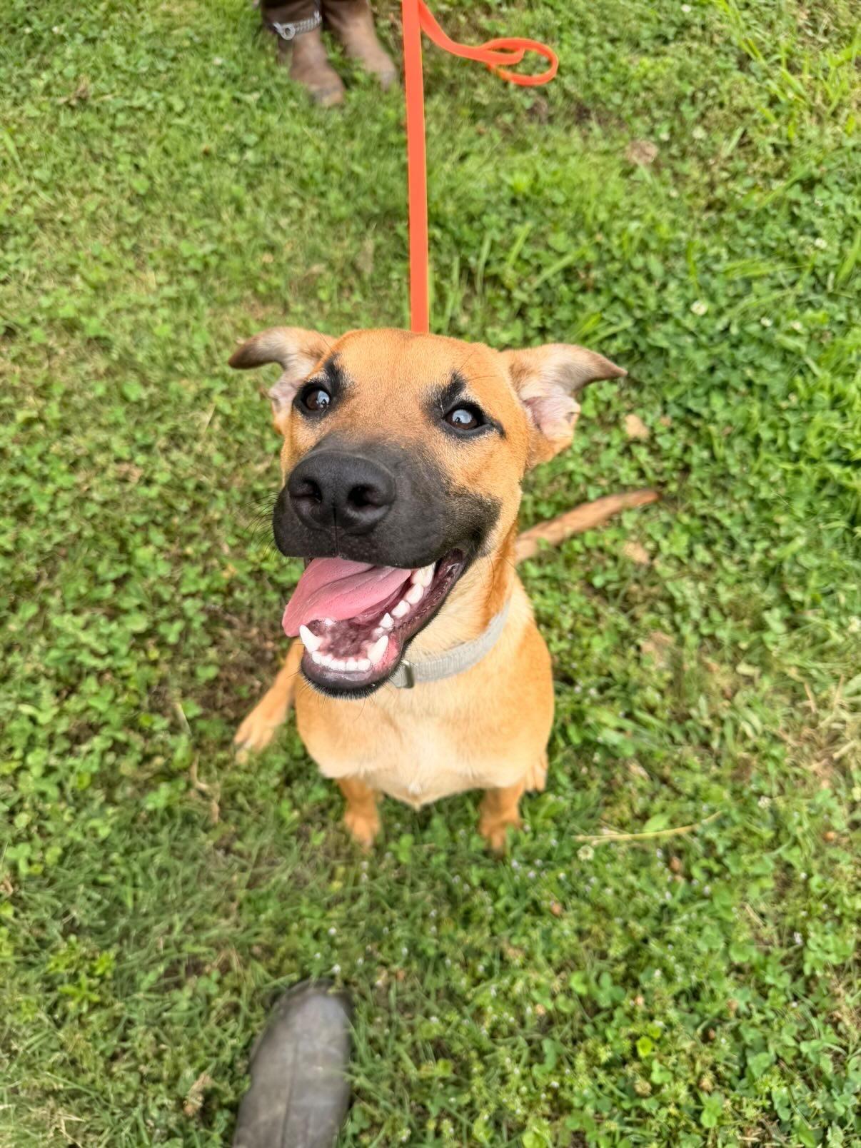 Ranger, Adoptable, Puppy Male Black Mouth Cur.