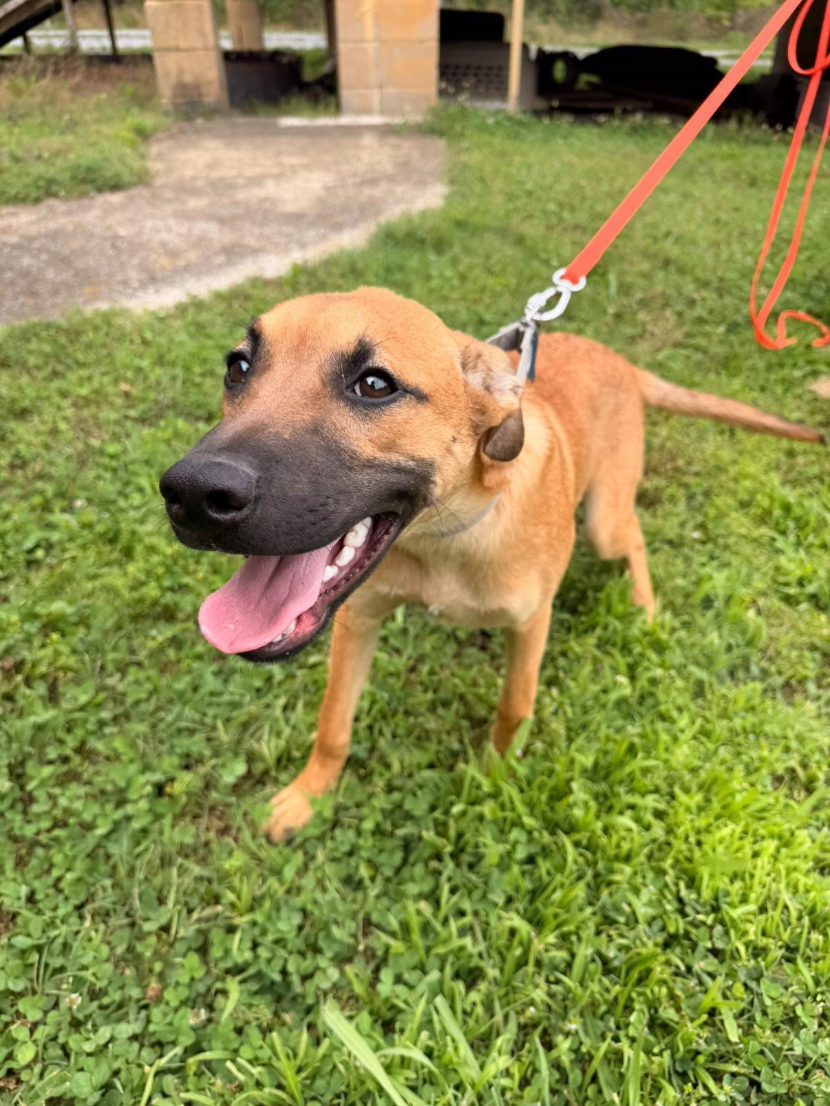 Ranger, a Adoptable Black Mouth Cur in Westport, CT image 2/2