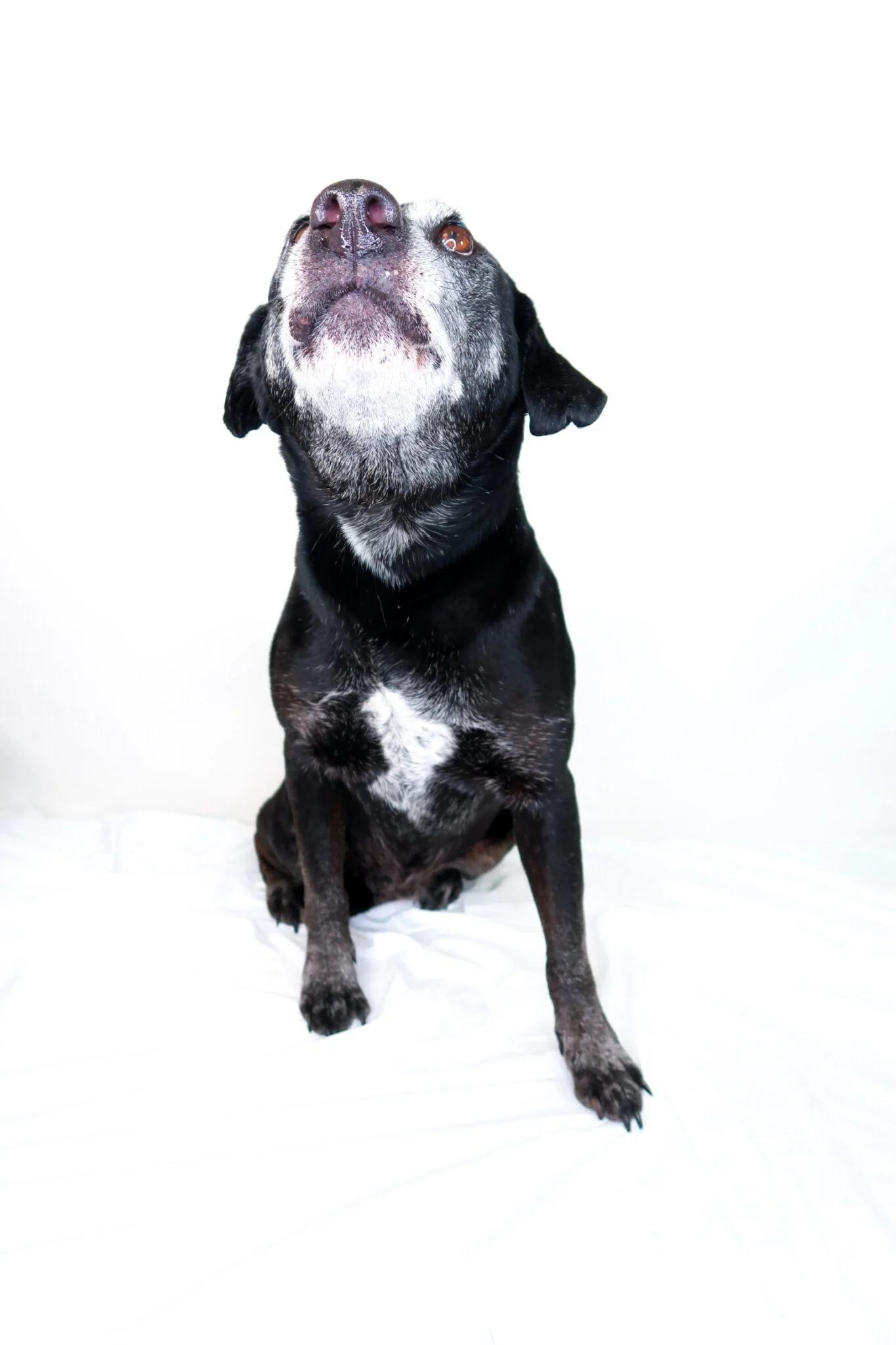 Enlarge Ruthie, a ADOPTABLE mixed breed in Bixby, OK image 6/6