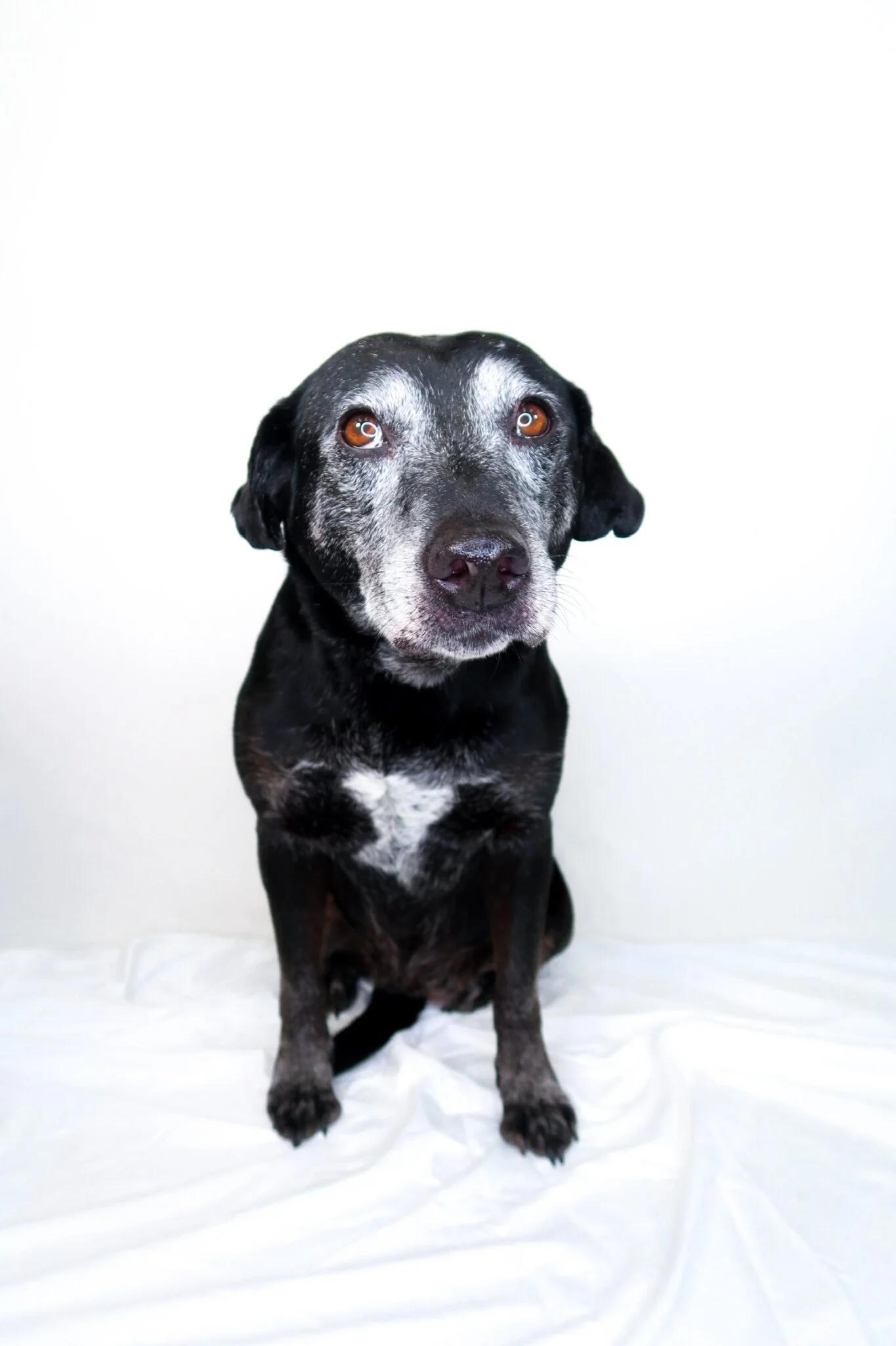Ruthie, ADOPTABLE, Senior Female Black Labrador Retriever.