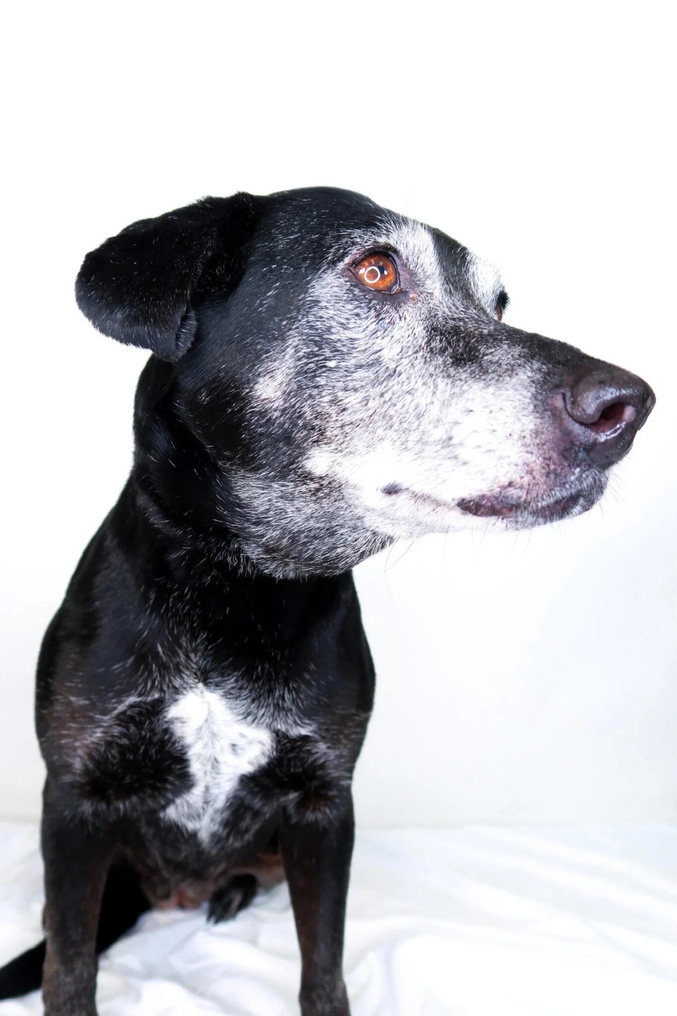 Enlarge Ruthie, a ADOPTABLE mixed breed in Bixby, OK image 2/6