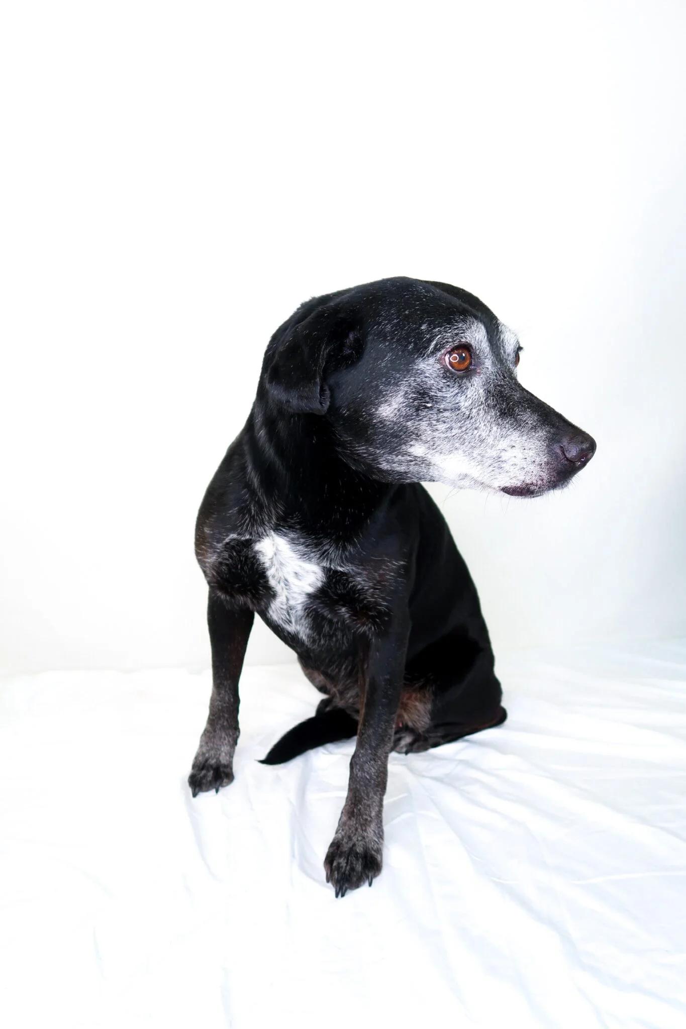 Enlarge Ruthie, a ADOPTABLE mixed breed in Bixby, OK image 5/6