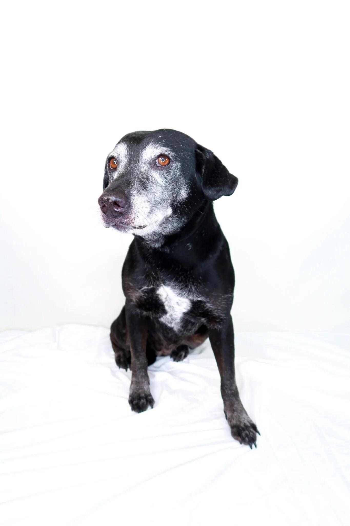 Enlarge Ruthie, a ADOPTABLE mixed breed in Bixby, OK image 4/6