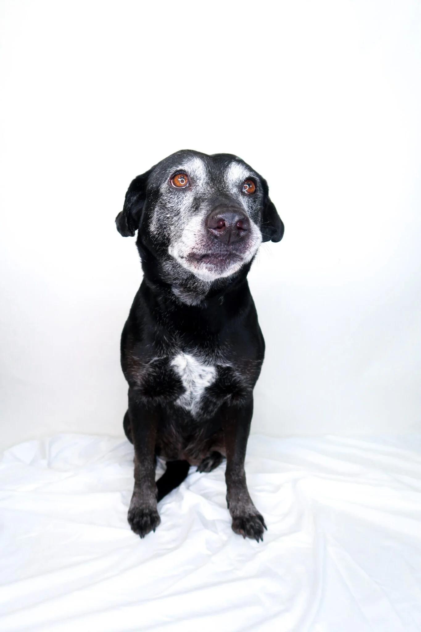 Enlarge Ruthie, a ADOPTABLE mixed breed in Bixby, OK image 3/6
