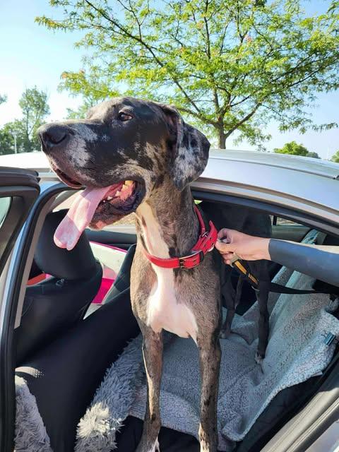 Enlarge Peeta, a Adoptable Great Dane in PITTSBURGH, PA image 2/6