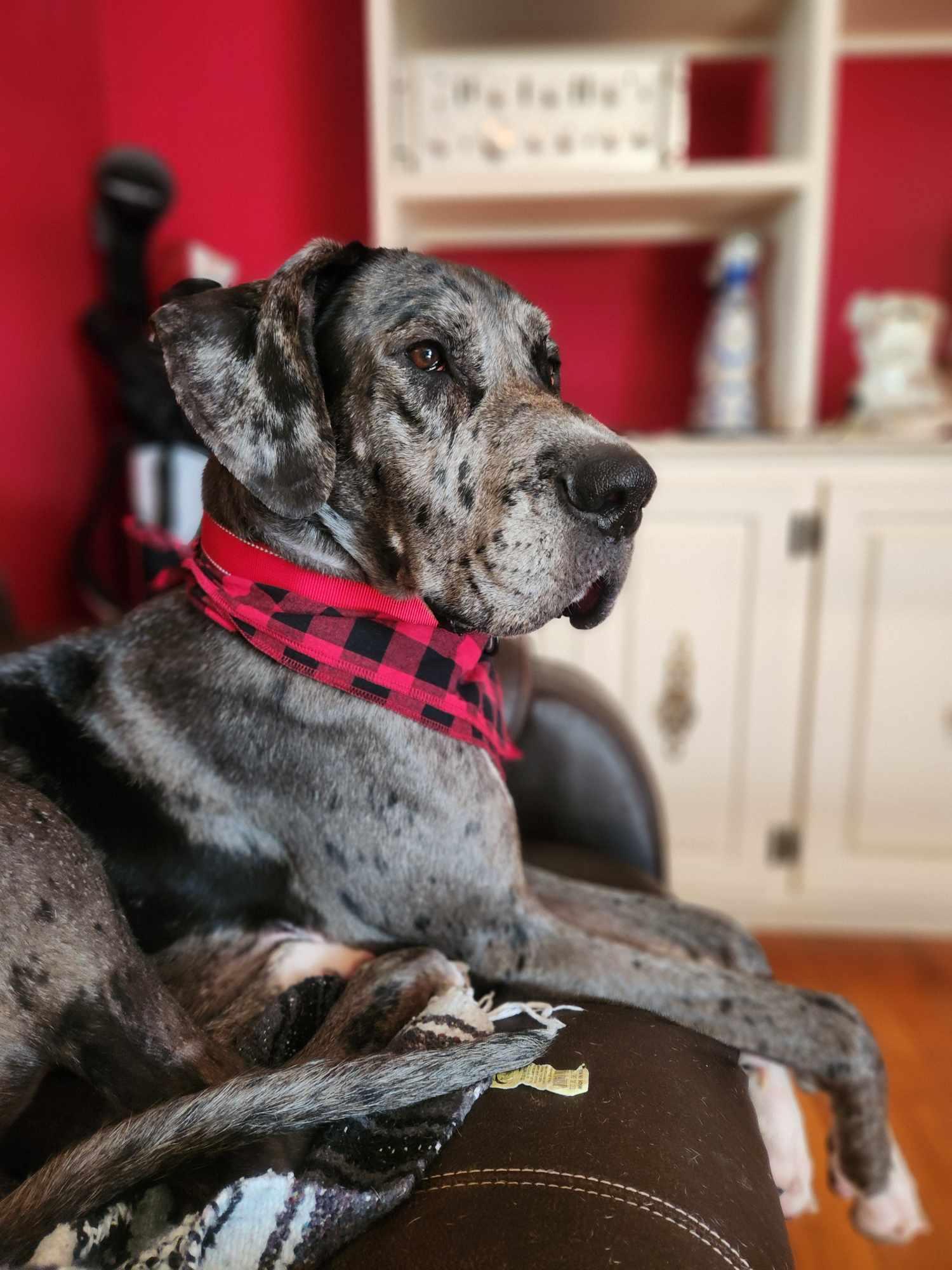 Enlarge Peeta, a Adoptable Great Dane in PITTSBURGH, PA image 1/6