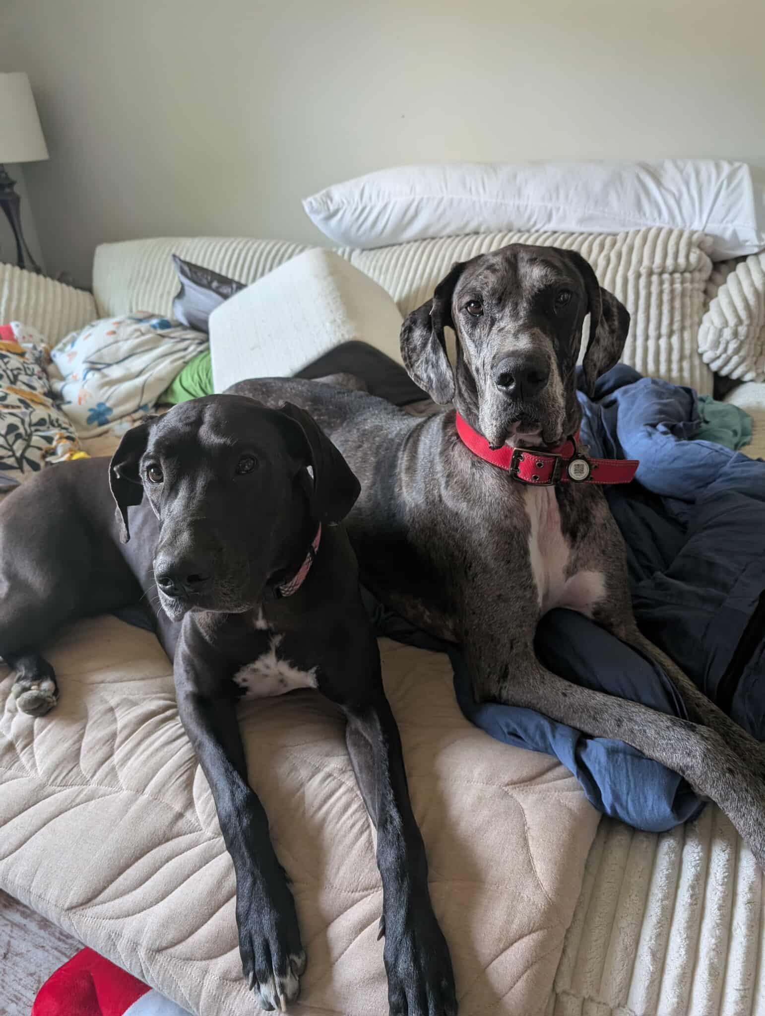 Enlarge Peeta, a Adoptable Great Dane in PITTSBURGH, PA image 5/6