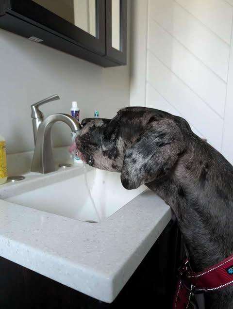 Enlarge Peeta, a Adoptable Great Dane in PITTSBURGH, PA image 3/6