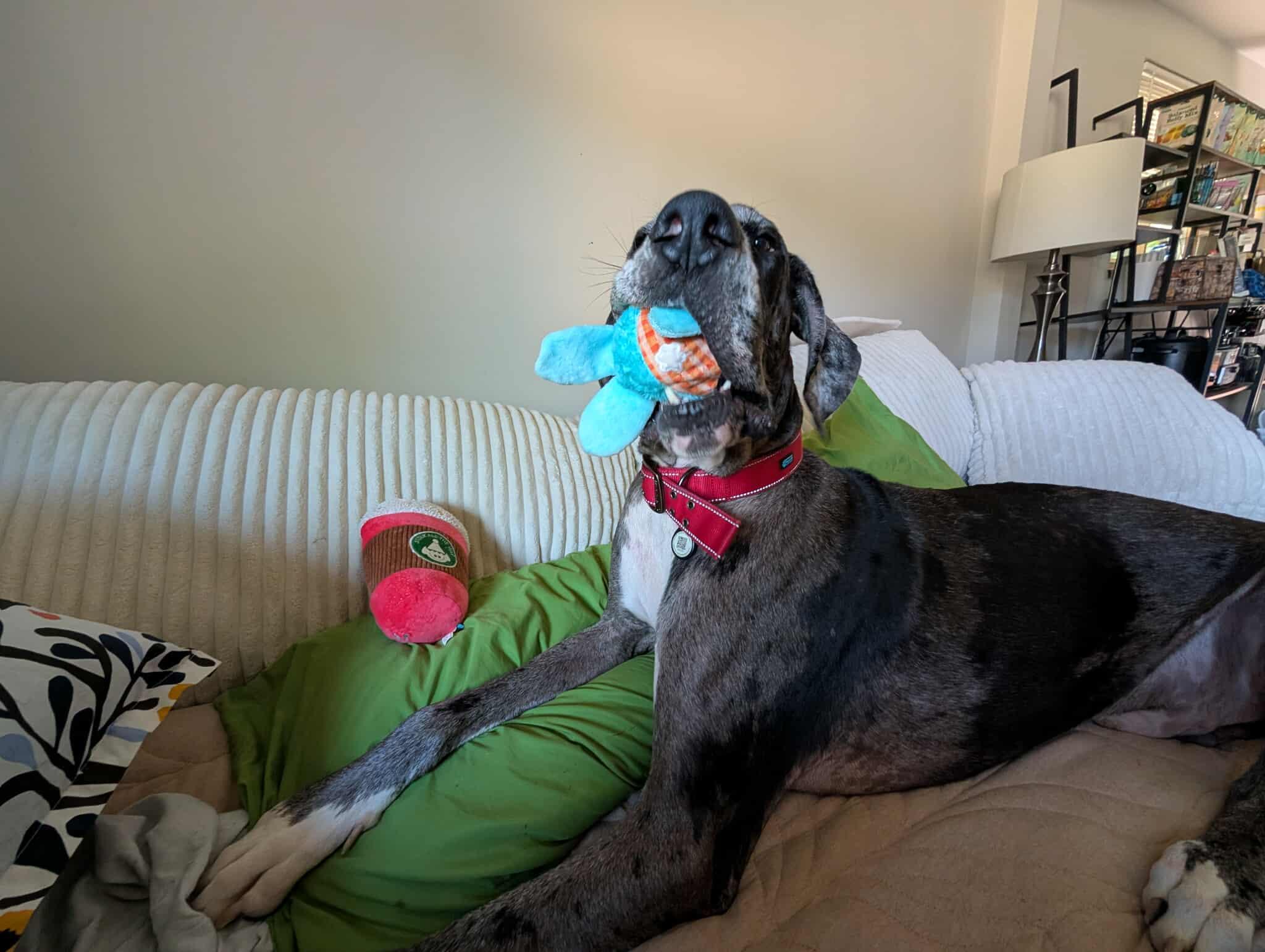 Enlarge Peeta, a Adoptable Great Dane in PITTSBURGH, PA image 6/6