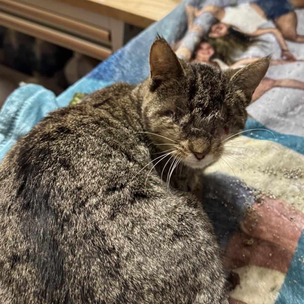 Gabi, a Adoptable Domestic Short Hair in Pittsburg, KS image 1/4