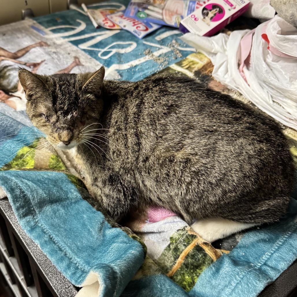 Gabi, a Adoptable Domestic Short Hair in Pittsburg, KS image 3/4