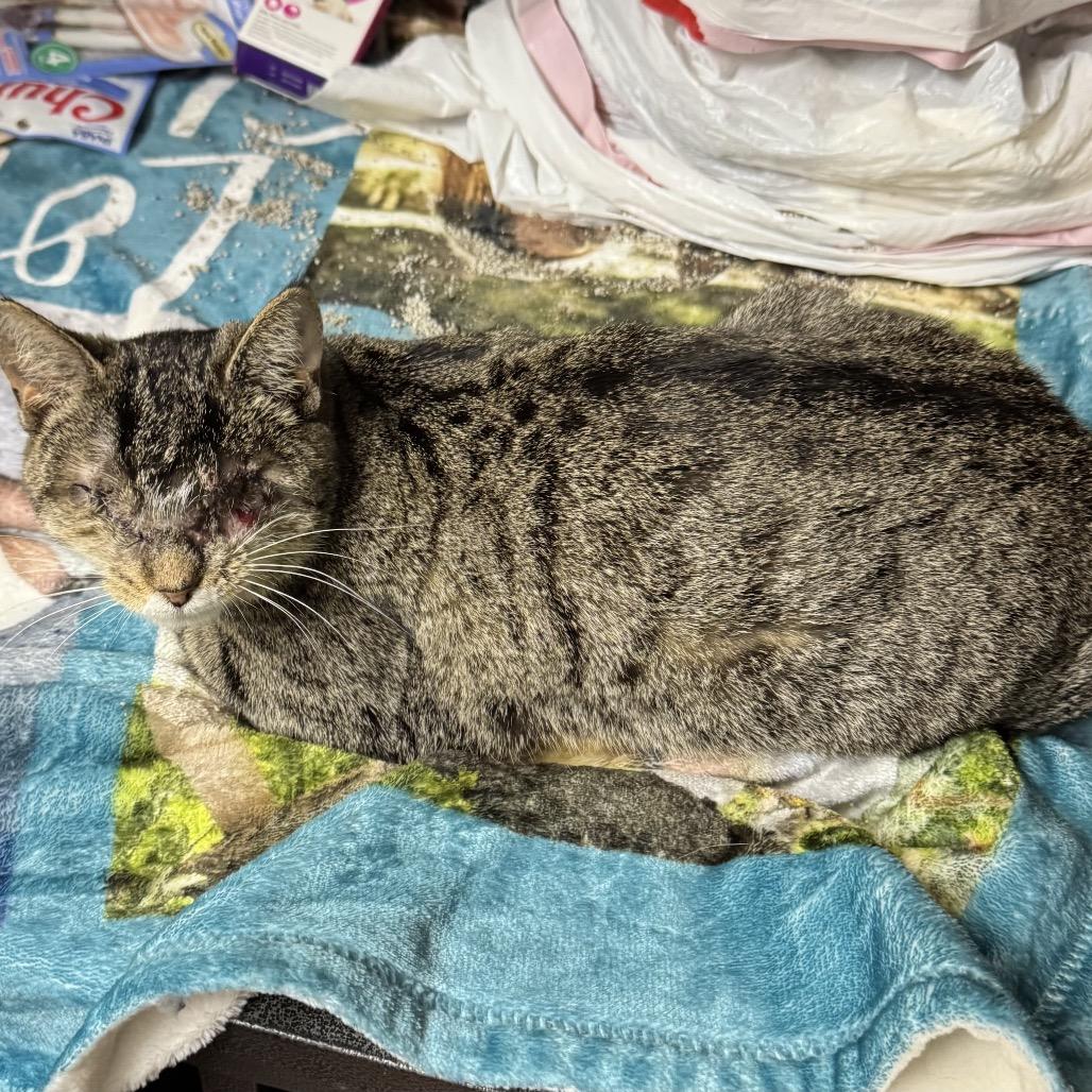 Gabi, a Adoptable Domestic Short Hair in Pittsburg, KS image 4/4