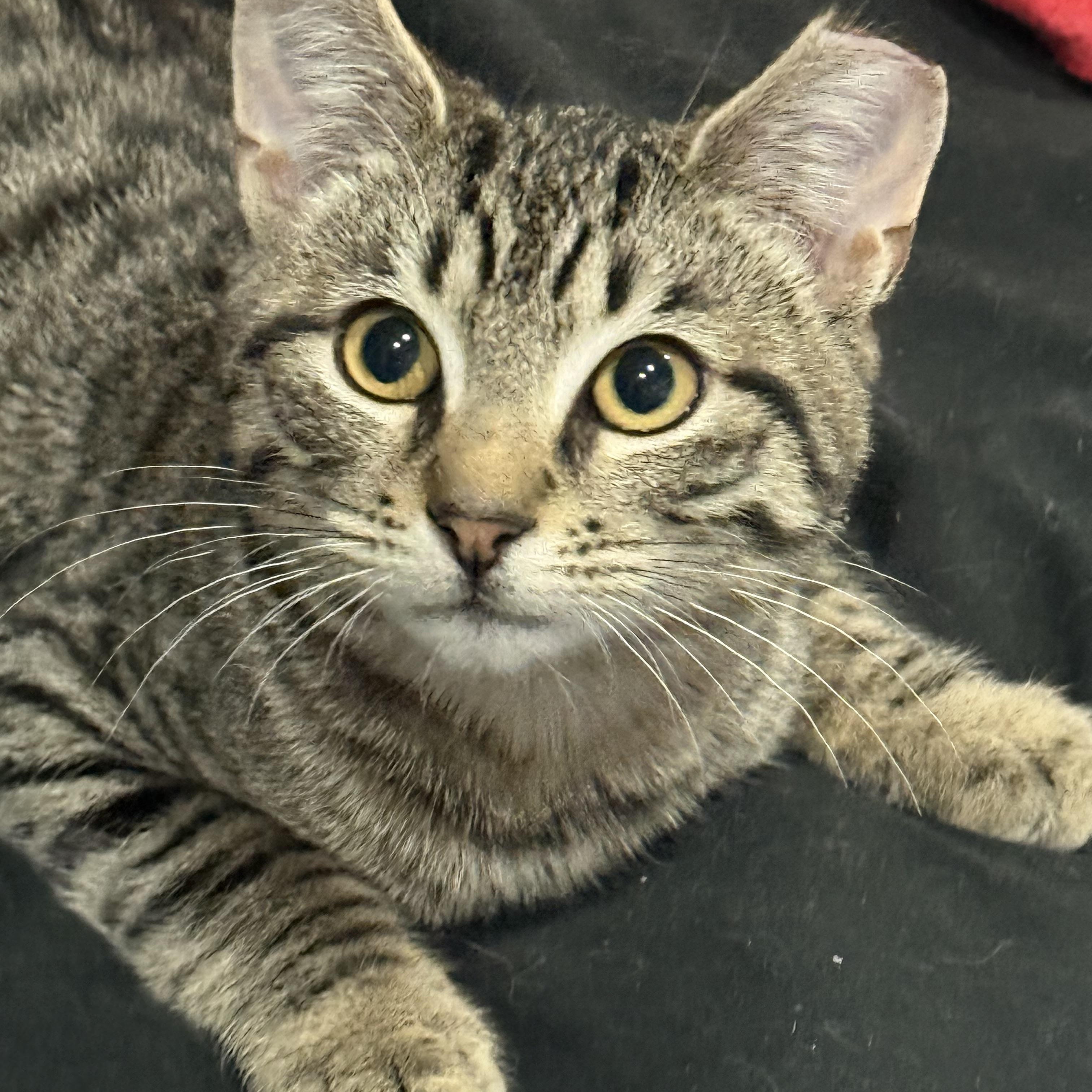 Enlarge Flash, an adopted Domestic Short Hair in Staten Island, NY image 3/3