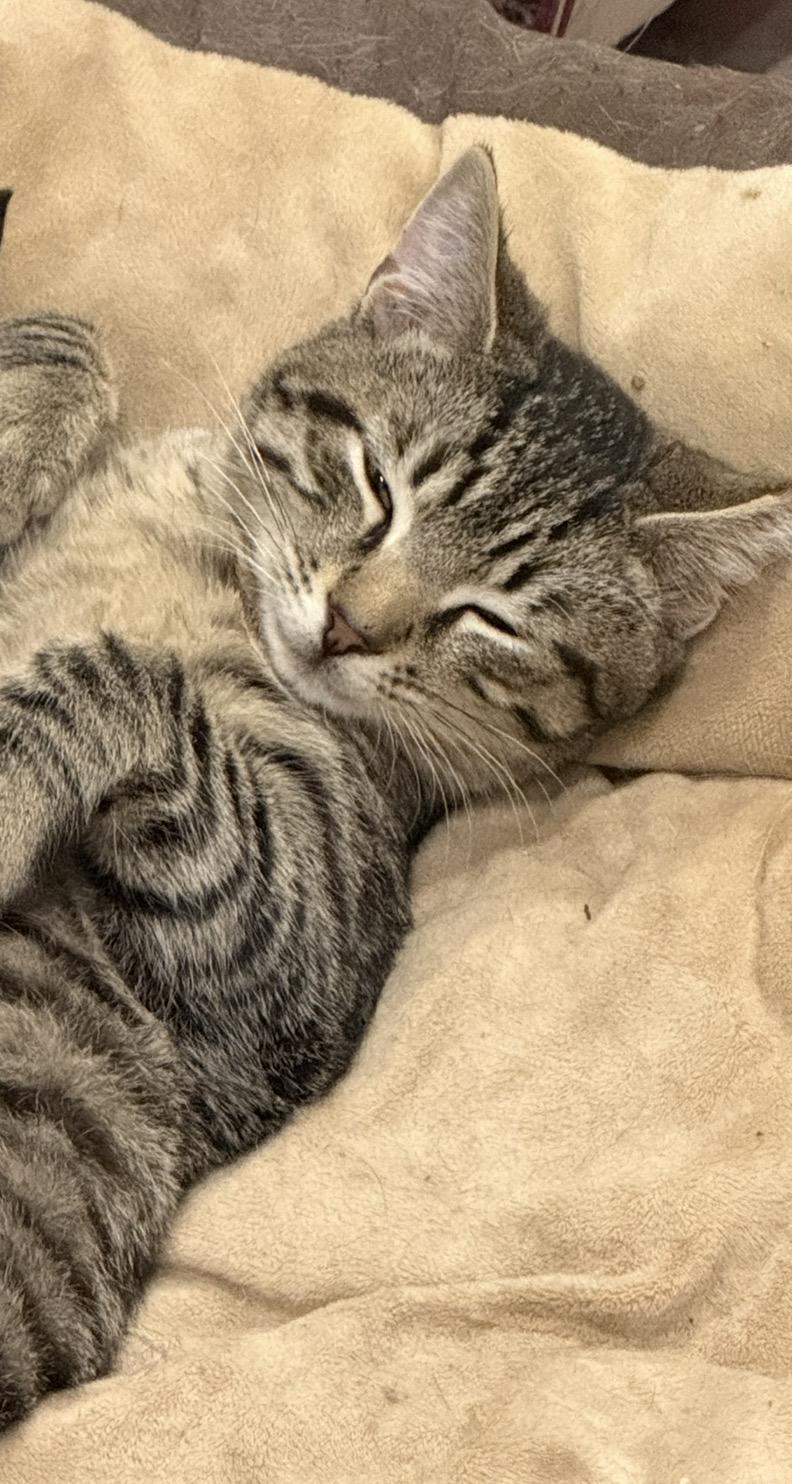 Flash, adopted, Young Male Domestic Short Hair.