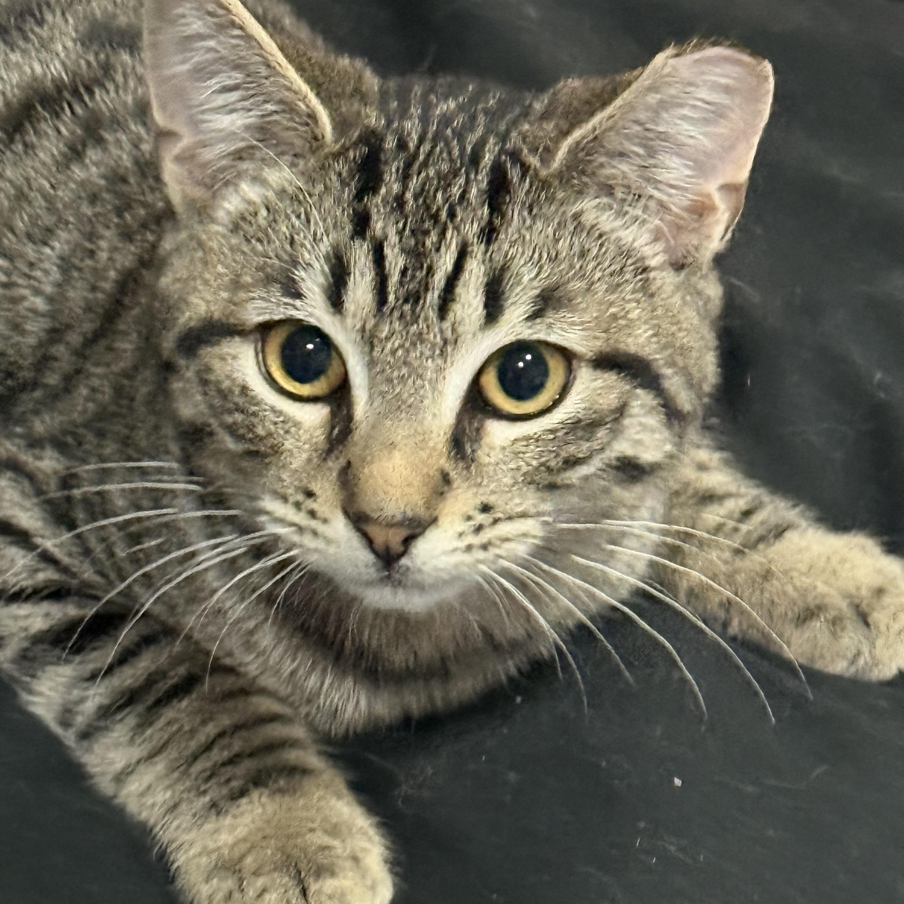 Enlarge Flash, an adopted Domestic Short Hair in Staten Island, NY image 2/3