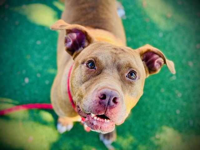 Enlarge BRODY, a Adoptable Pit Bull Terrier in Orlando, FL image 1/1