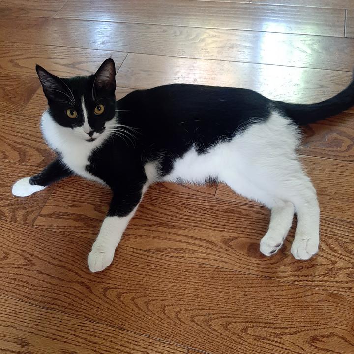 Enlarge Pepe Le Peux, a Adoptable Domestic Short Hair in Redlands, CA image 1/1