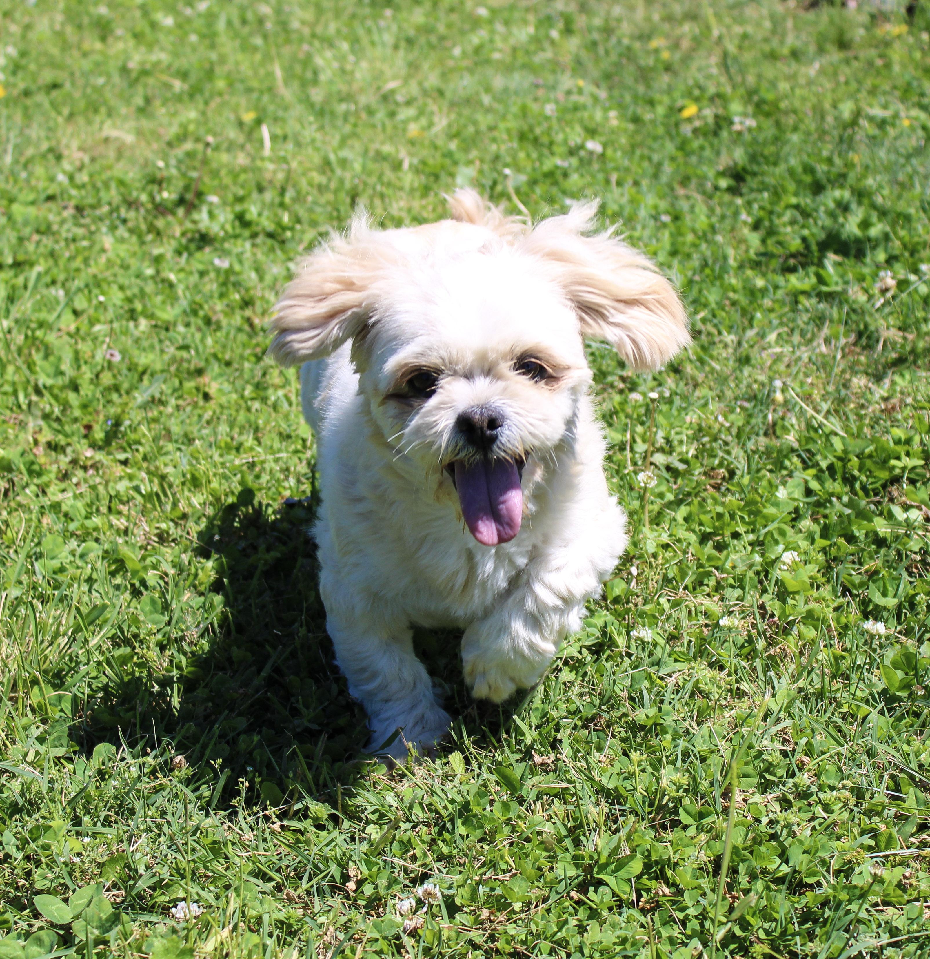 Enlarge Ewe, a ADOPTABLE Lhasa Apso in Neosho, MO image 4/4