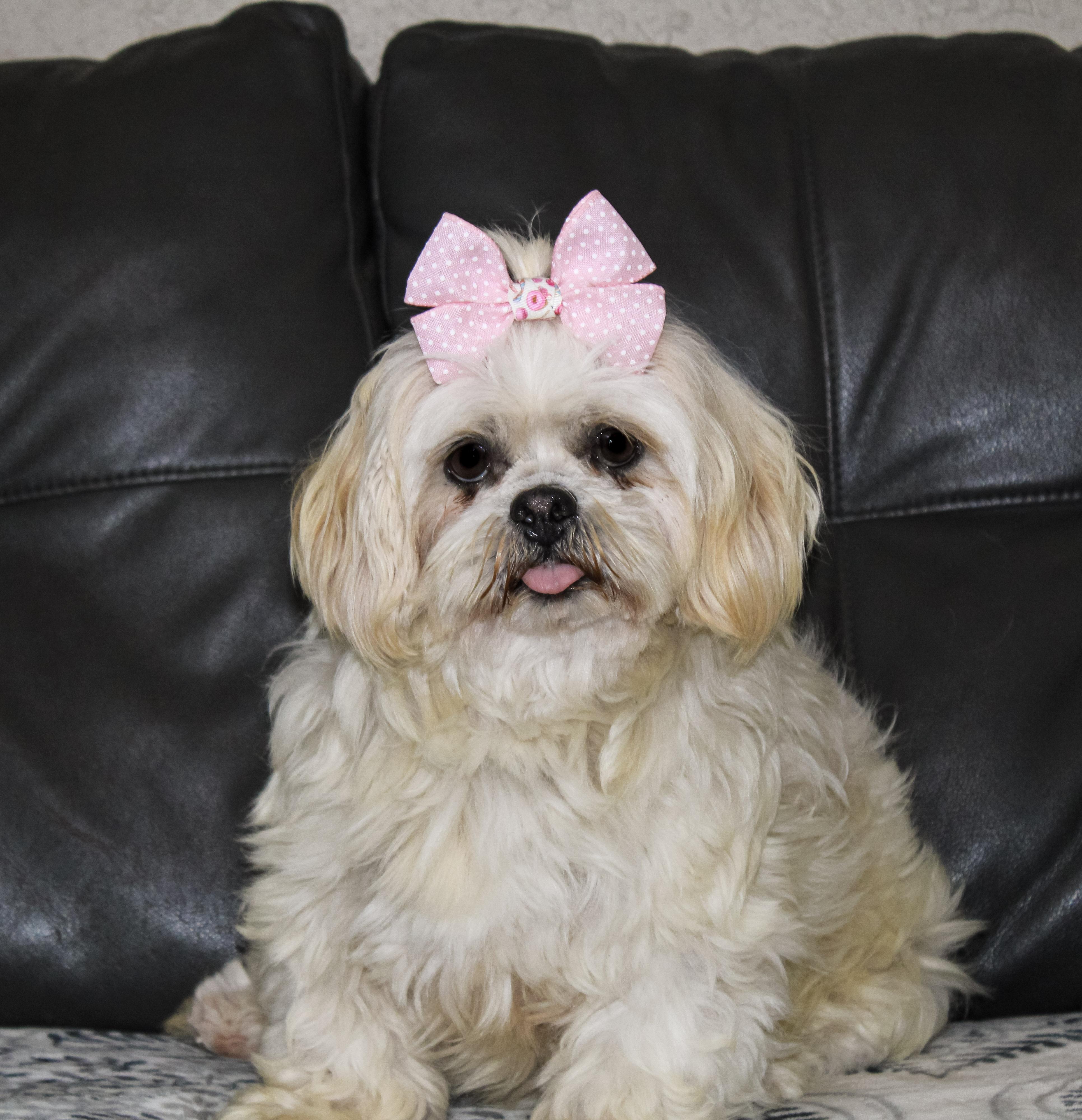 Ewe, ADOPTABLE, Adult Female Lhasa Apso.