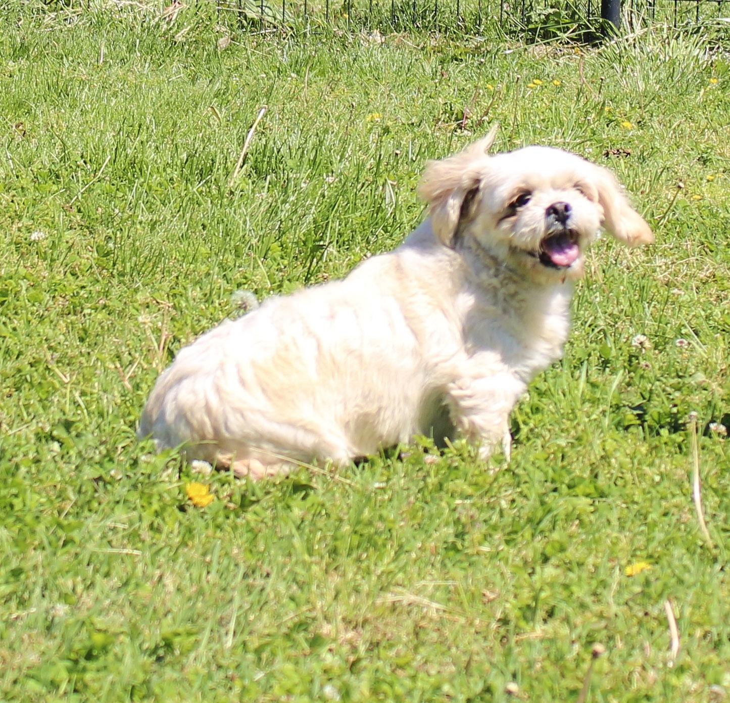 Enlarge Ewe, a ADOPTABLE Lhasa Apso in Neosho, MO image 3/4