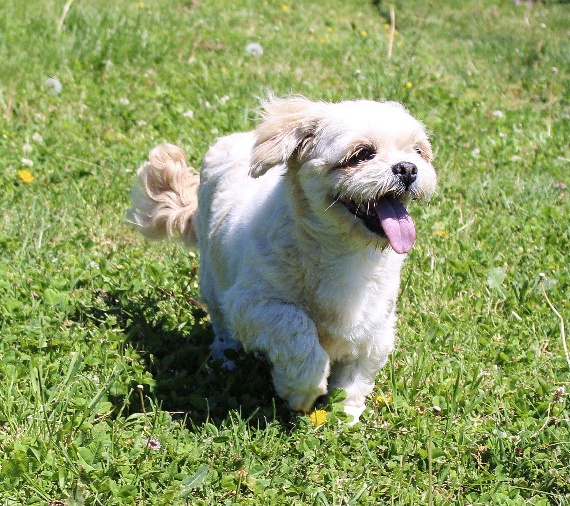 Enlarge Ewe, a ADOPTABLE Lhasa Apso in Neosho, MO image 2/4