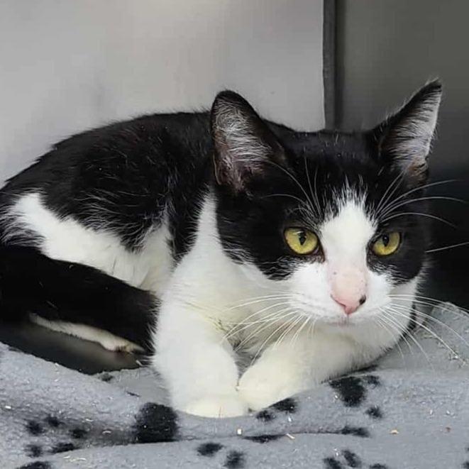 Speedy, Adoptable, Kitten Male Domestic Short Hair.