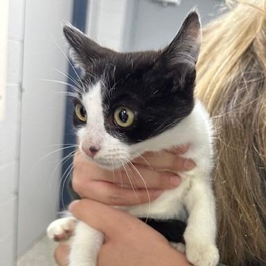 Enlarge Speedy, a Adoptable Domestic Short Hair in Coos Bay, OR image 2/2