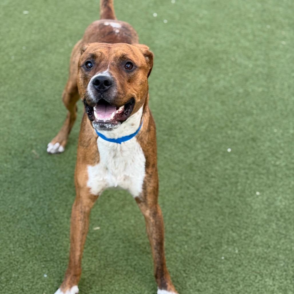 Silas, Adoptable, Adult Male Terrier & Terrier.