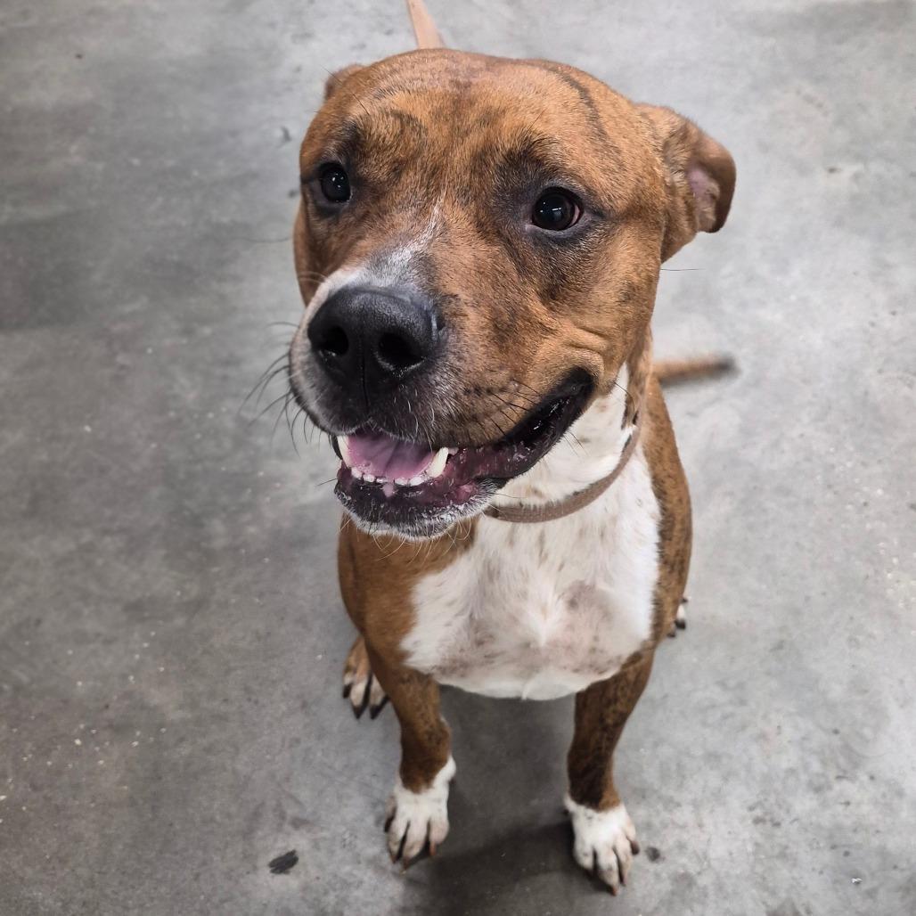 Enlarge Silas, a Adoptable mixed breed in Tampa, FL image 2/6