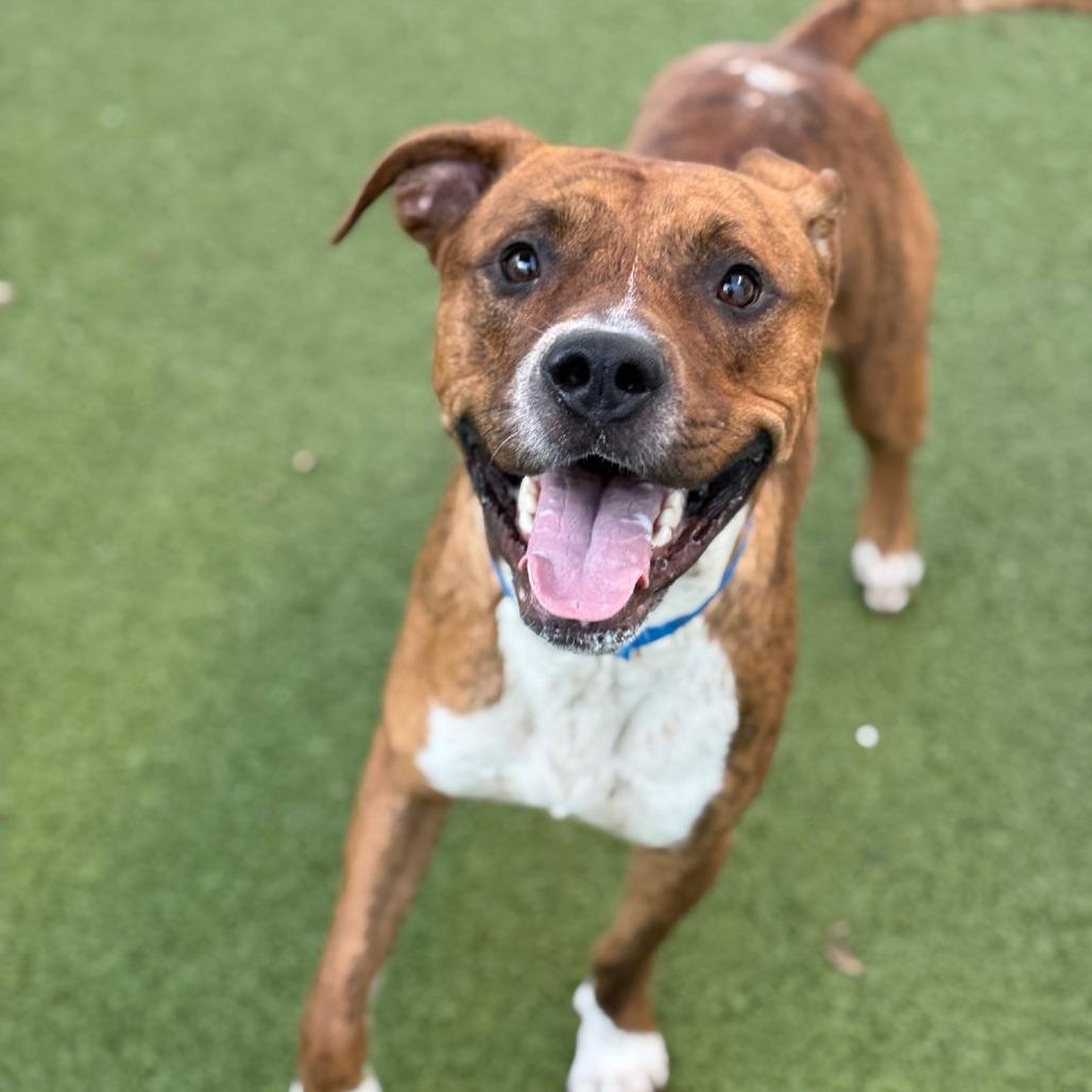 Enlarge Silas, a Adoptable mixed breed in Tampa, FL image 4/6