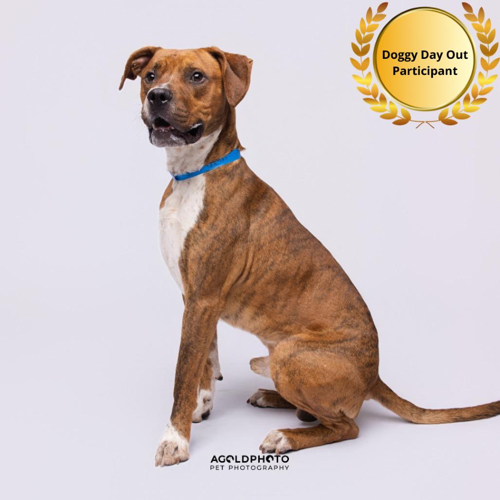 Enlarge Silas, a Adoptable mixed breed in Tampa, FL image 5/6