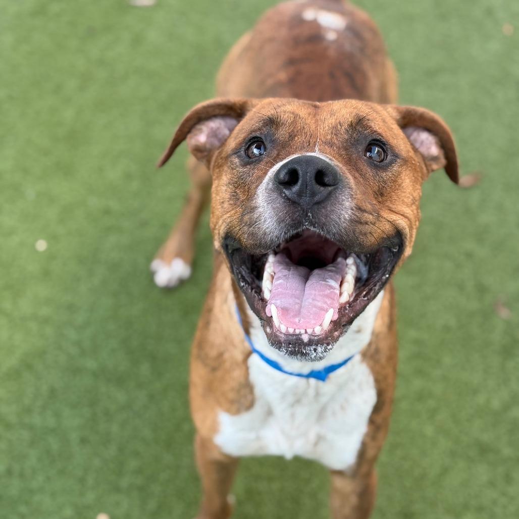 Enlarge Silas, a Adoptable mixed breed in Tampa, FL image 6/6