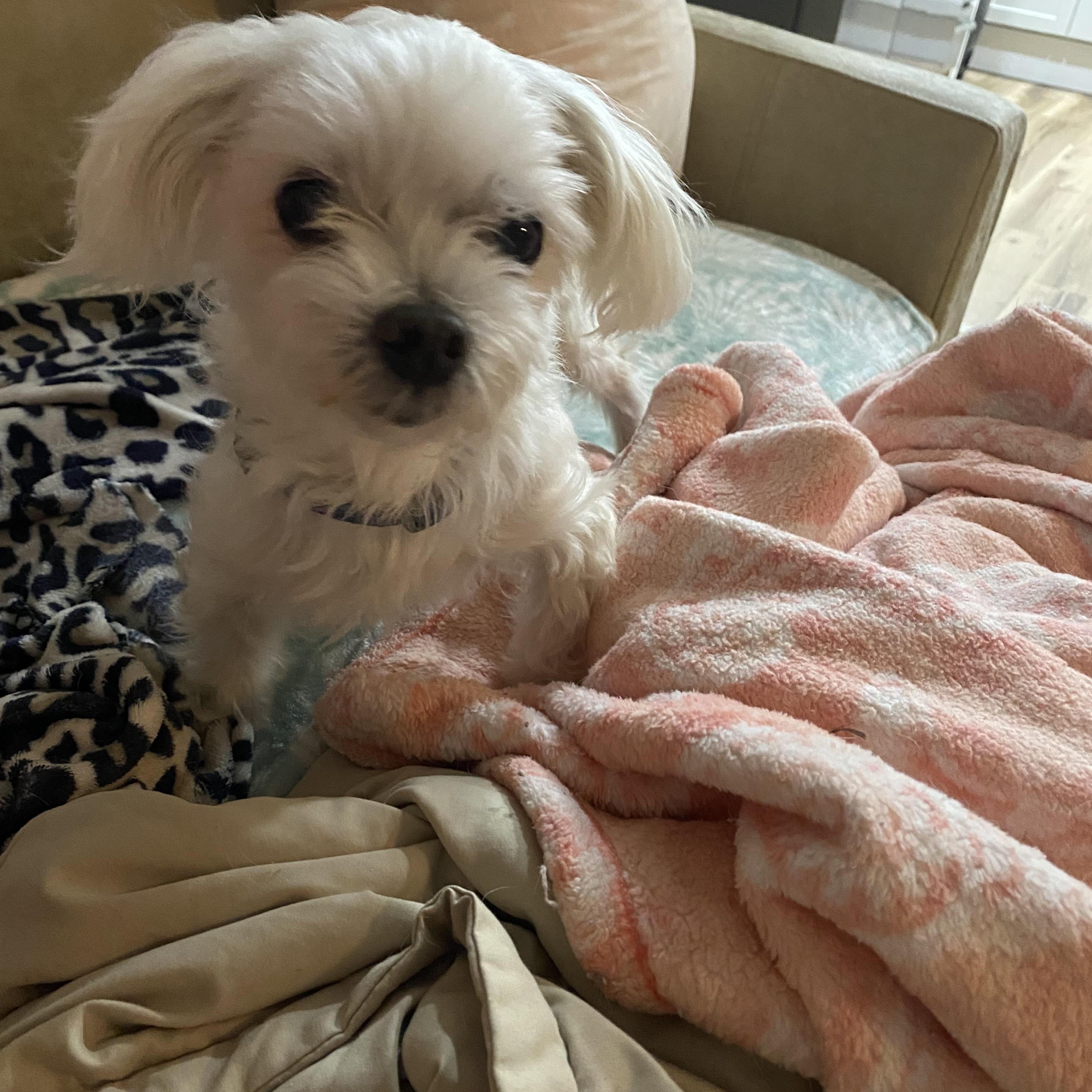 Topi (Adoption Pending), an adoptable Maltese in Bradenton, FL image 2/3