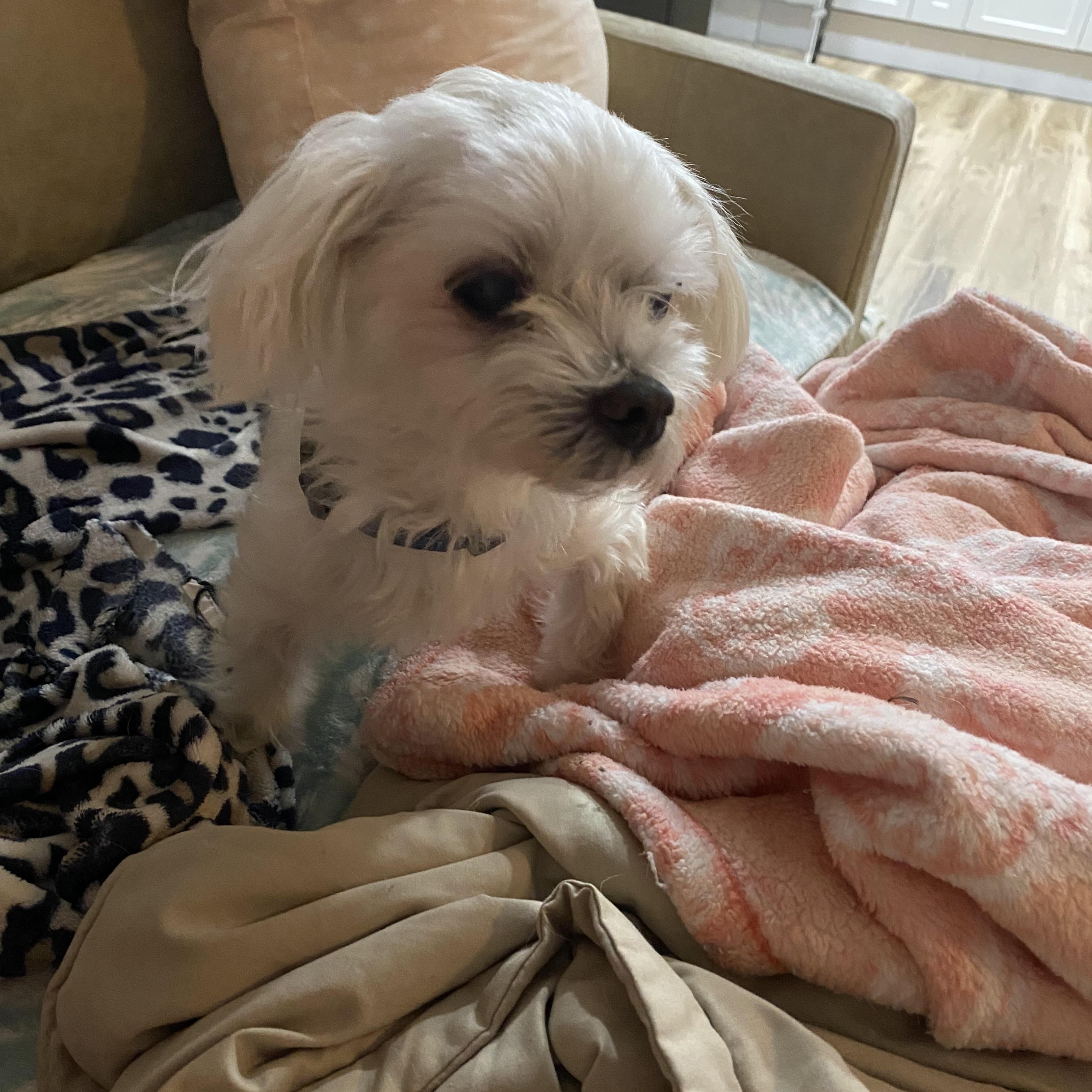 Topi (Adoption Pending), an adoptable Maltese in Bradenton, FL image 1/3