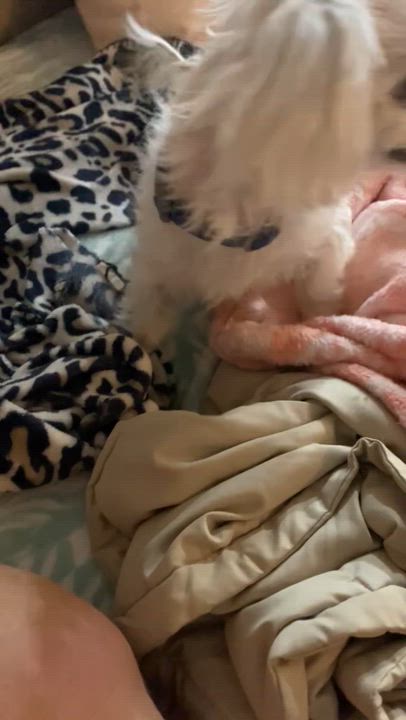 Enlarge Topi (Adoption Pending), an adoptable Maltese in Bradenton, FL video 3/3