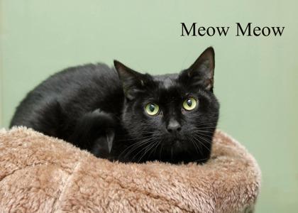 Meow Meow, Adoptable, Adult Male Domestic Short Hair & Domestic Short Hair.