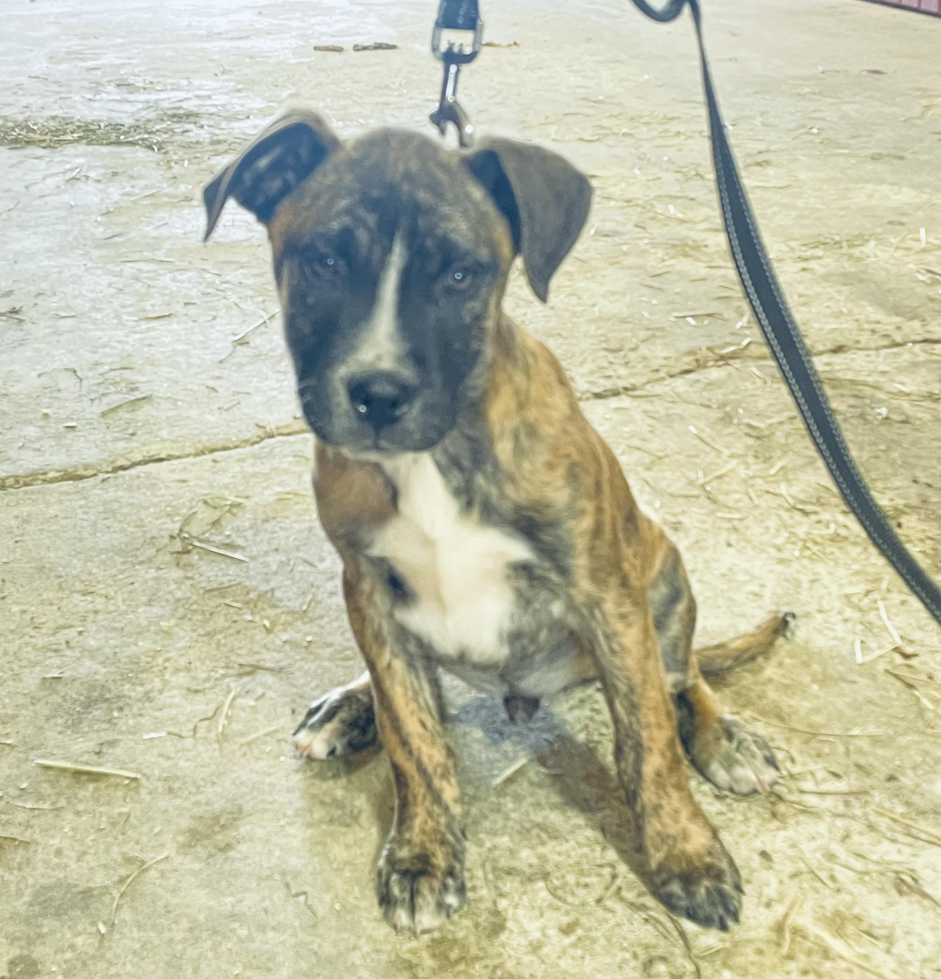 Enlarge Travis, an adopted mixed breed in Rocky Mount, NC image 2/3