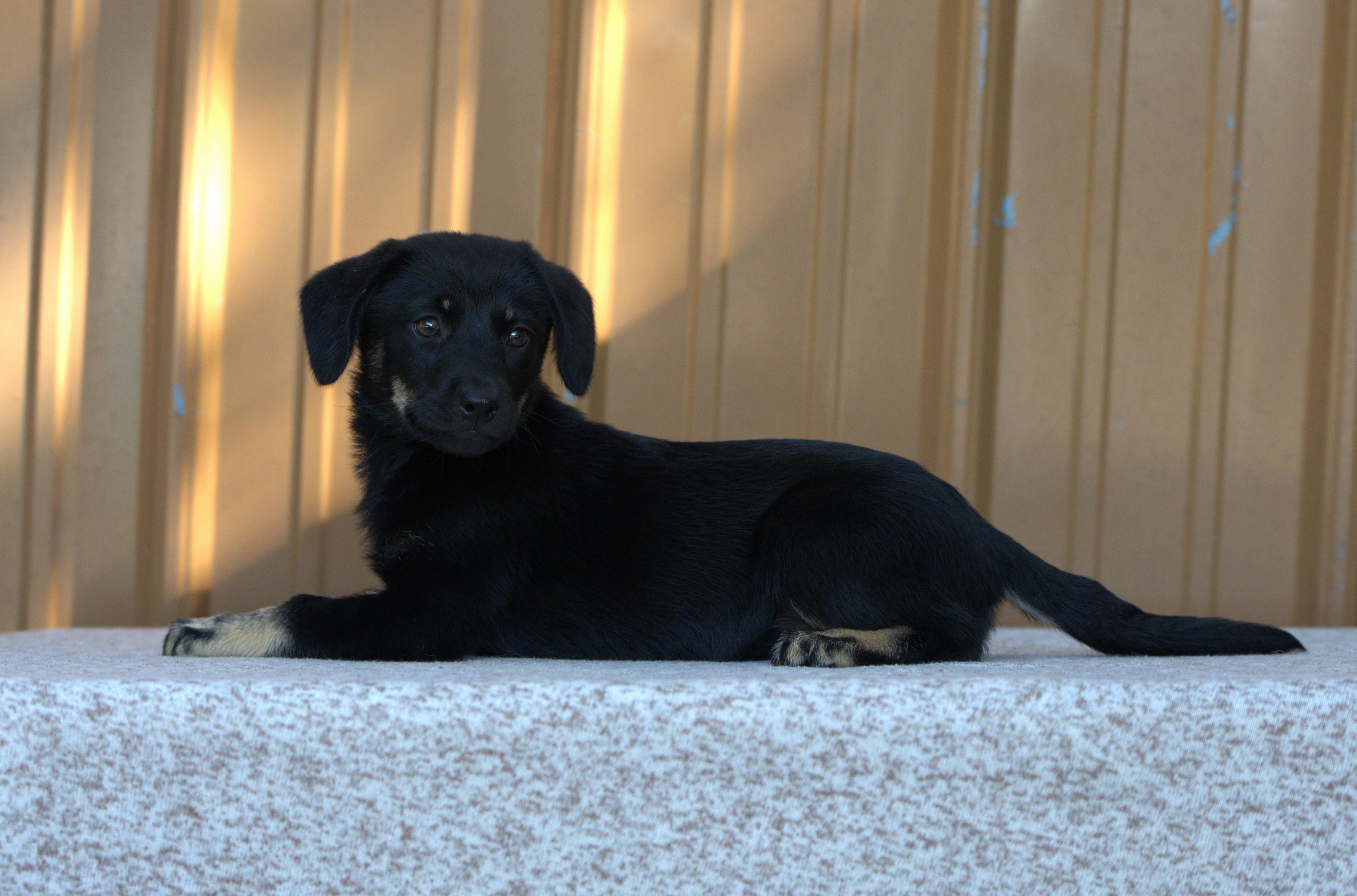 Joan Jett, a Adoptable mixed breed in Hoquiam, WA image 4/6