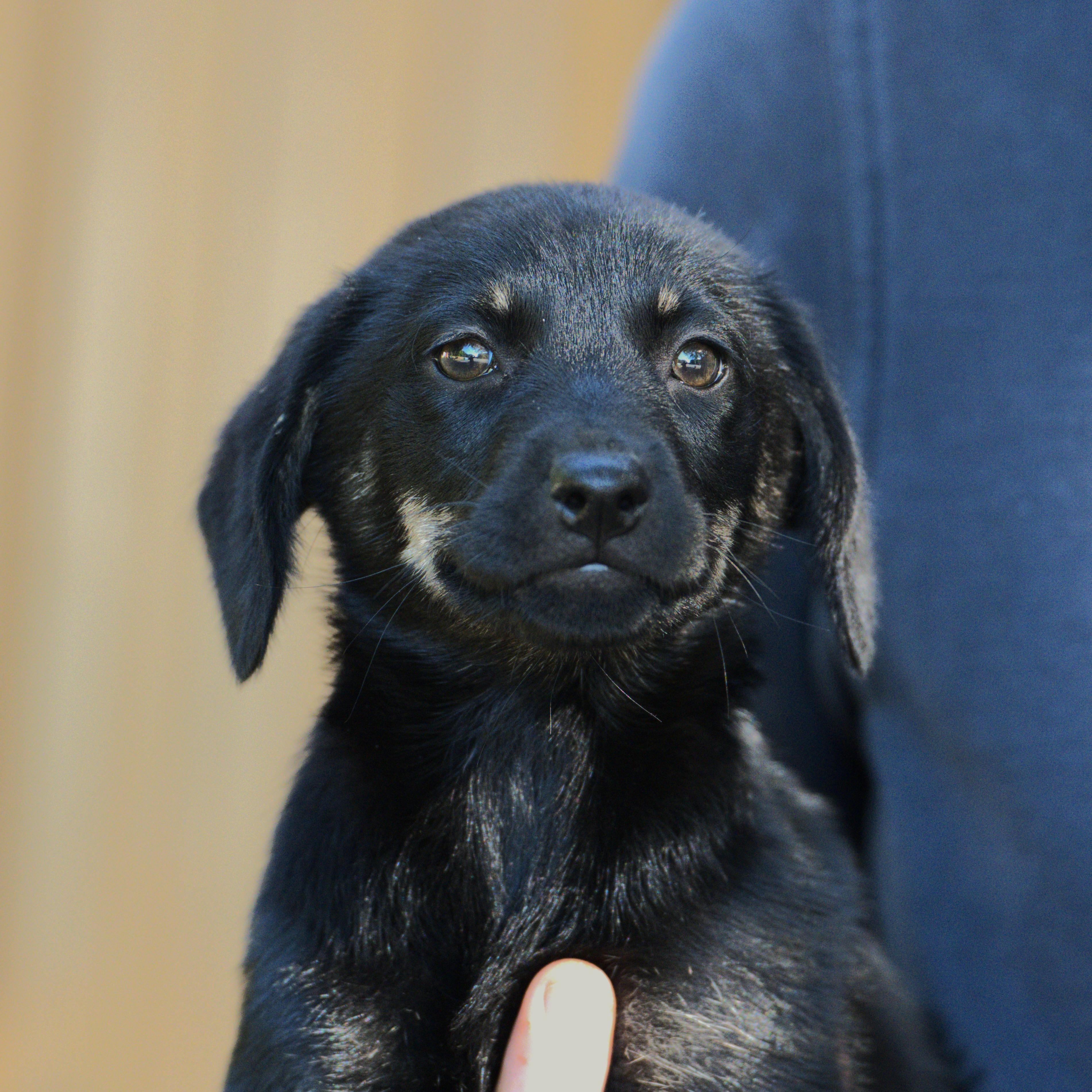Joan Jett, Adoptable, Puppy Female Mixed Breed.