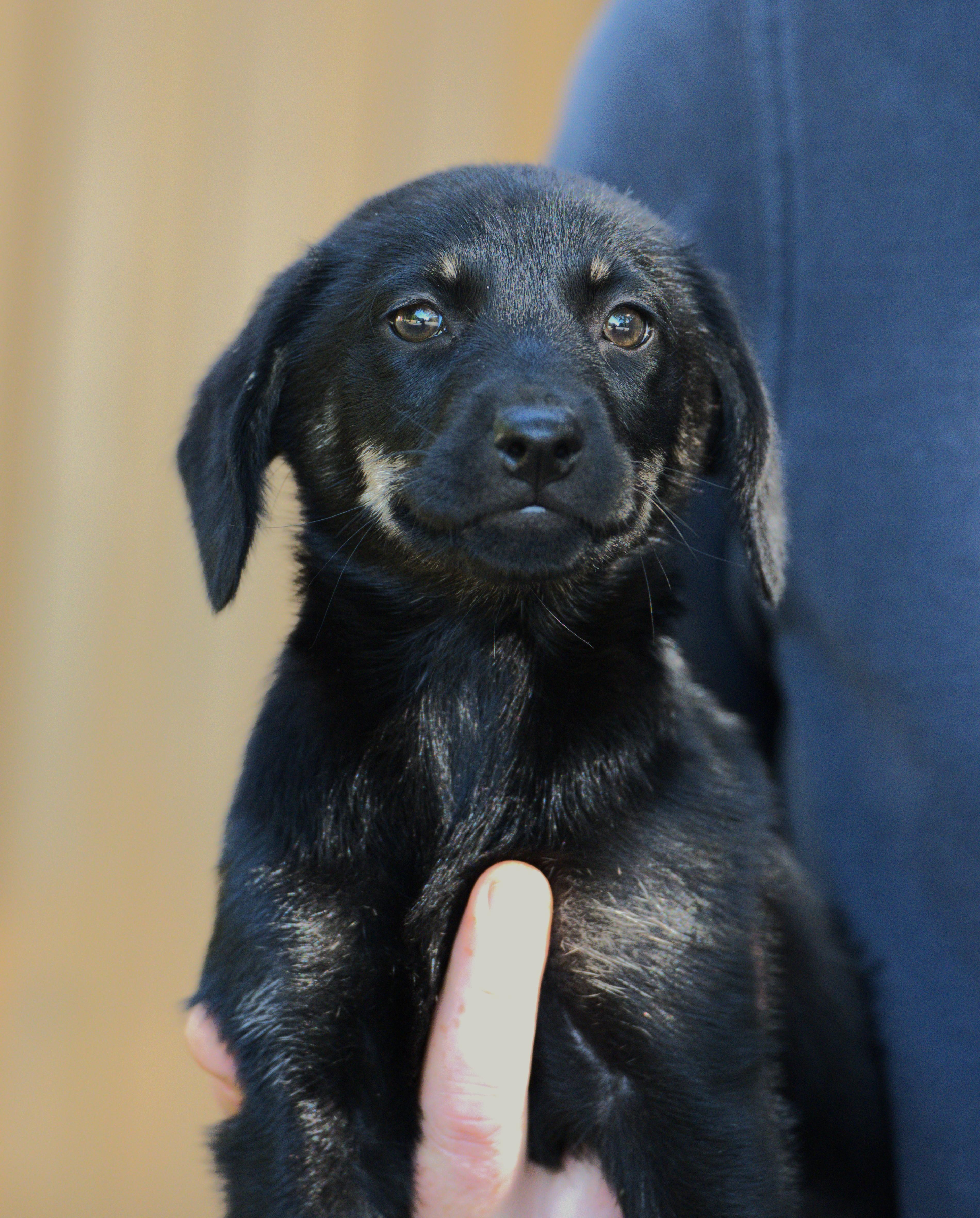 Joan Jett, a Adoptable mixed breed in Hoquiam, WA image 2/6