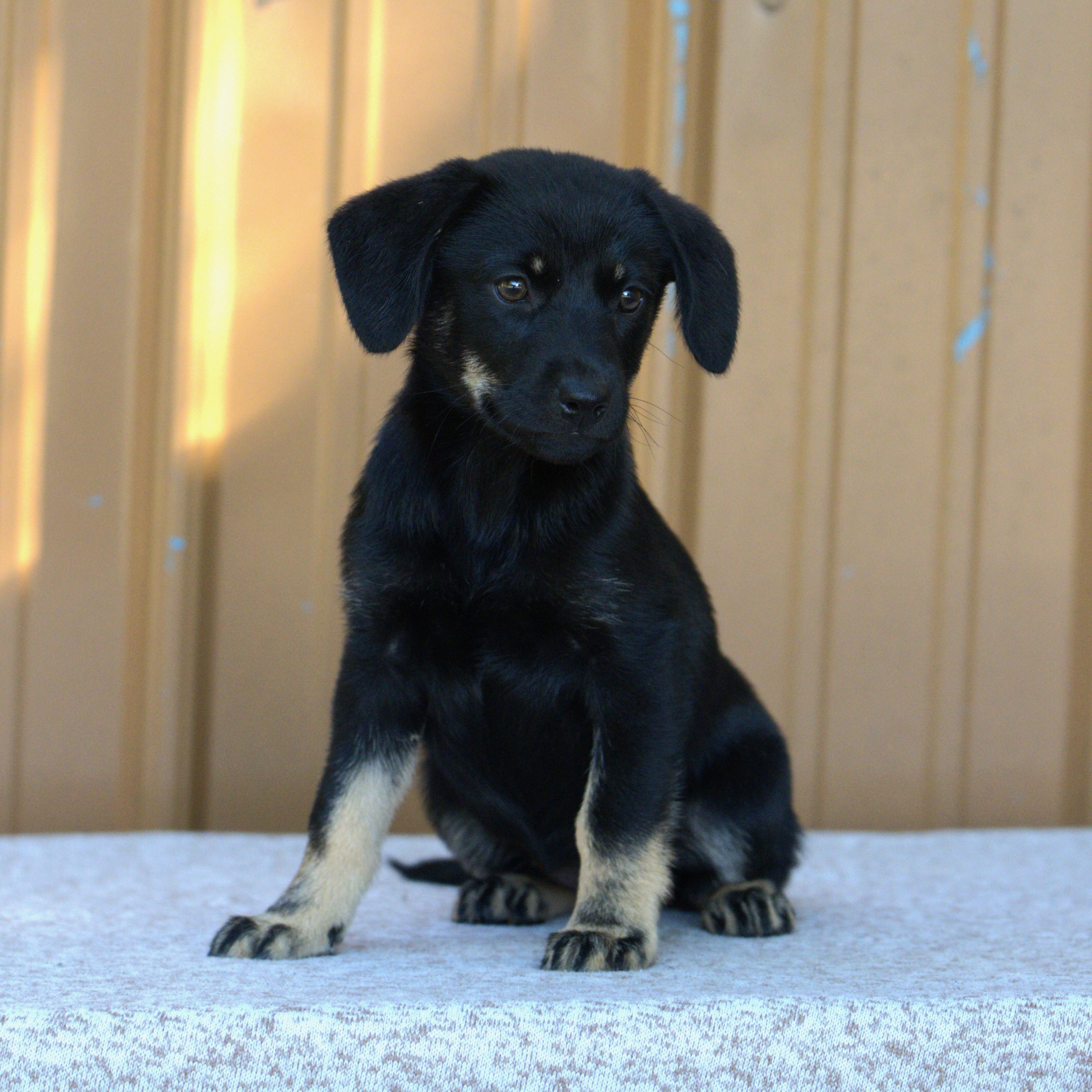Joan Jett, Adoptable, Puppy Female Mixed Breed.