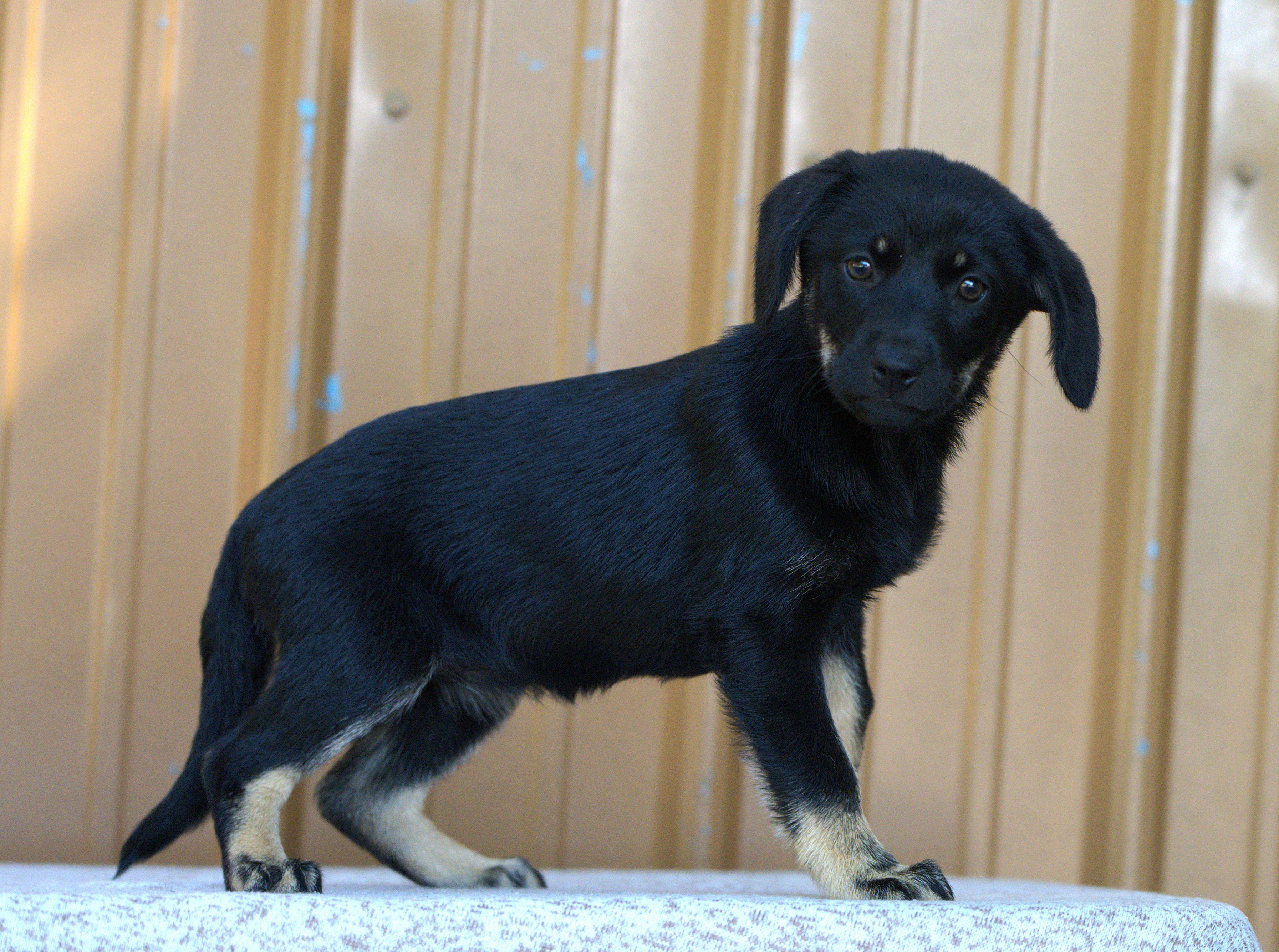 Joan Jett, a Adoptable mixed breed in Hoquiam, WA image 3/6