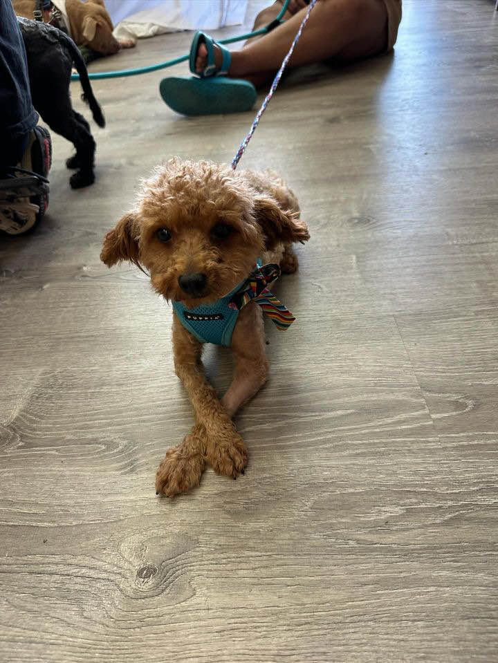 Tater Tot - Long Island, Adopted, Adult Male Goldendoodle.