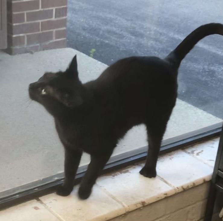 Noelle — thumbnail 2