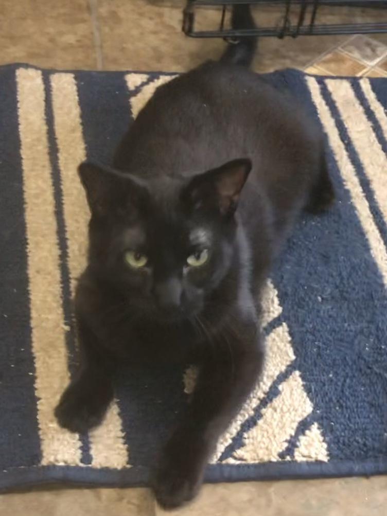 Noelle — thumbnail 4